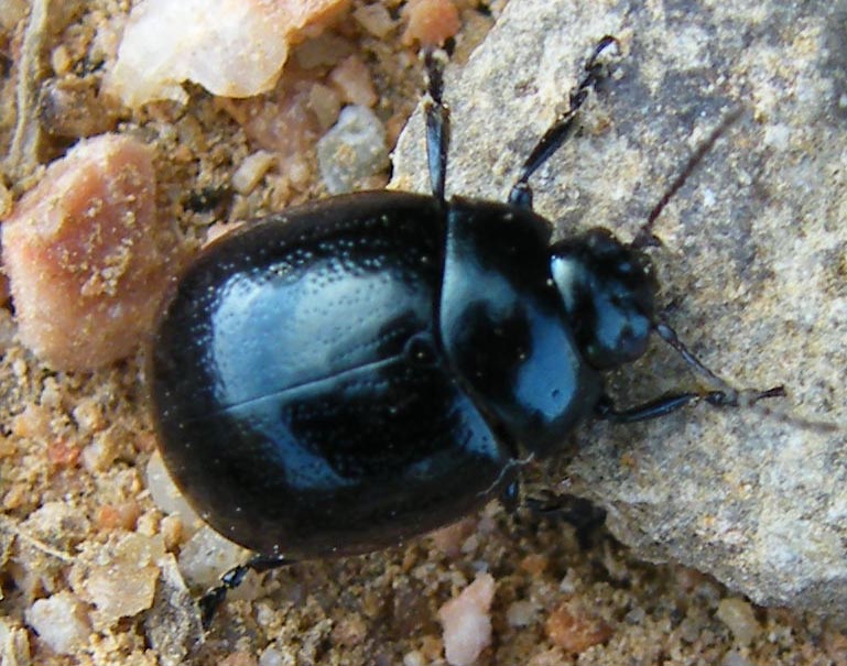 Chrysolina haemoptera corvina